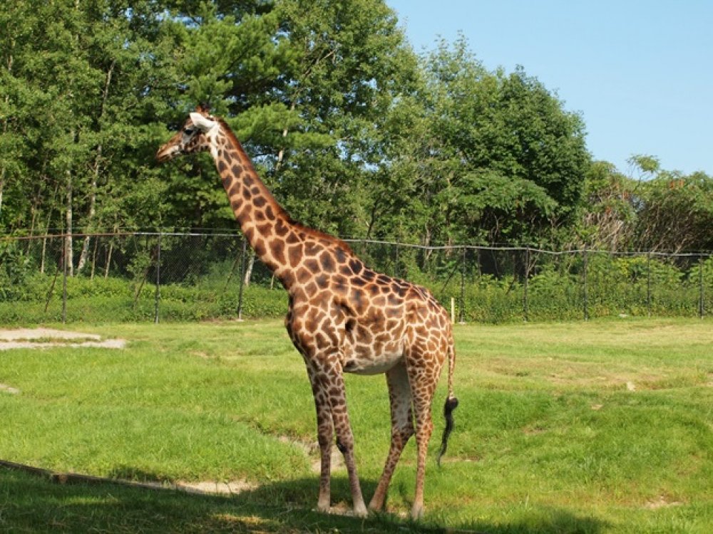 Toronto Zoo Giraffe