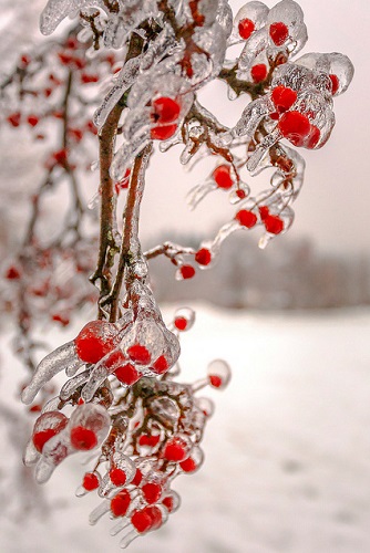 Toronto Ice Storm 2013